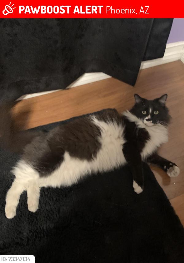 Lost Female Cat last seen Near Wes San Miguel AZ Phoenix Arizona, Phoenix, AZ 85017