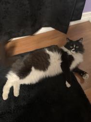 Lost Female Cat last seen Near Wes San Miguel AZ Phoenix Arizona, Phoenix, AZ 85017