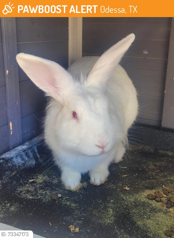 Found/Stray Unknown Rabbit last seen 22nd st, Odessa, TX 79761
