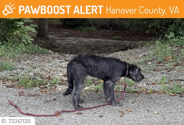 Found/Stray Female Dog last seen hanover wayside park, Hanover County, VA 23069