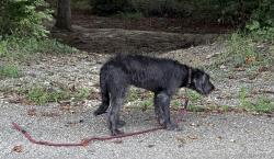 Found/Stray Female Dog last seen hanover wayside park, Hanover County, VA 23069
