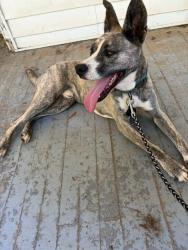 Reunited Male Dog last seen Near Old Lexington Rd, Winston-Salem, NC 27107