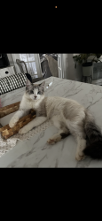 Lost Female Cat last seen Alfred McCammon Rd, Blount County, TN 37804