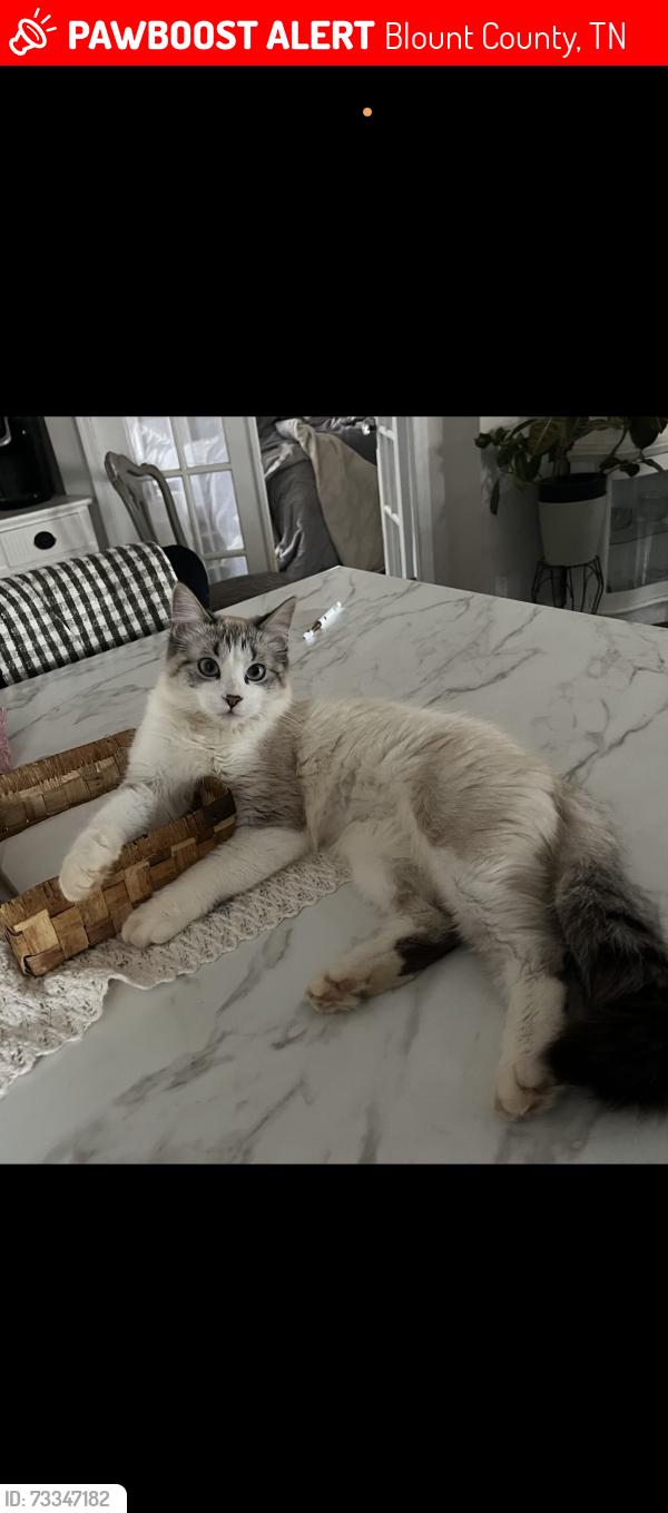 Lost Female Cat last seen Alfred McCammon Rd, Blount County, TN 37804