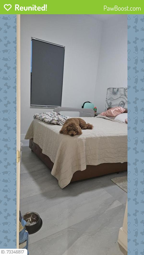 Reunited Male Dog last seen Sunshine Blvd and 40th street, Lehigh Acres, FL 33976