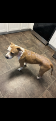 Reunited Male Dog last seen Wildwood Drive and Benjamin Drive, Salisbury, NC 28146