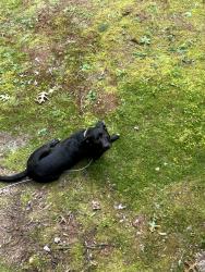 Found/Stray Male Dog last seen Near Waynesville Walmart, Waynesville, NC 28786