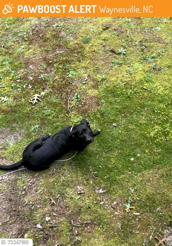 Found/Stray Male Dog last seen Near Waynesville Walmart, Waynesville, NC 28786