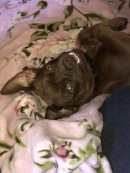 Reunited Male Dog last seen Vickie and Gina pl, Del City, OK 73115