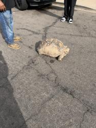 Reunited Unknown Reptile last seen Stapley and 7th ave, Mesa, AZ 85204