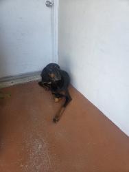 Found/Stray Female Dog last seen Near nw 18 ave, Miami, FL 33125