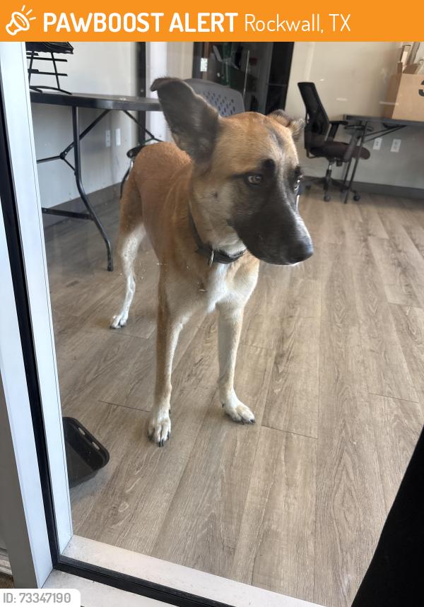 Found/Stray Female Dog last seen Near east bound service road at Crash Champions Collision next to Rockwall Kia, Rockwall, TX 75087