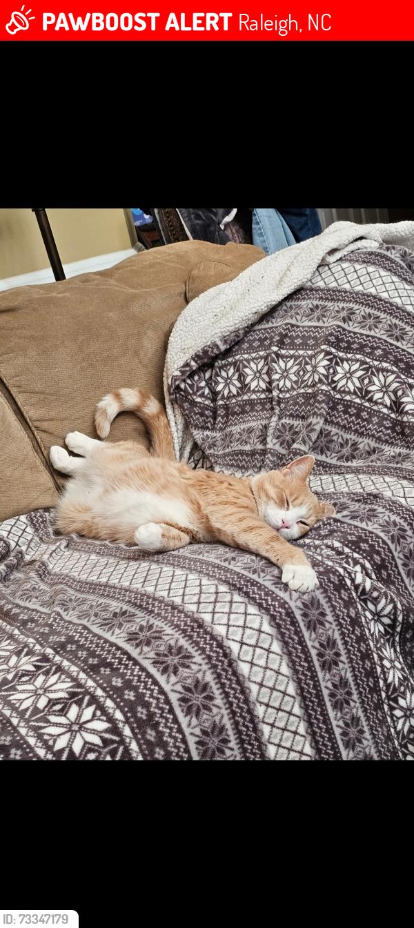 Lost Male Cat last seen Stratford Hall Dr, Wakefield Subdivision, Raleigh, NC 27614