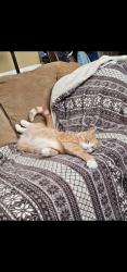 Lost Male Cat last seen Stratford Hall Dr, Wakefield Subdivision, Raleigh, NC 27614