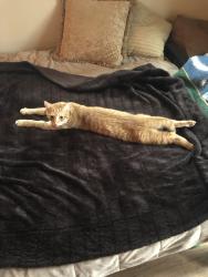 Lost Male Cat last seen Near Hudson Court and E. Park Street Cary NC, Cary, NC 27511