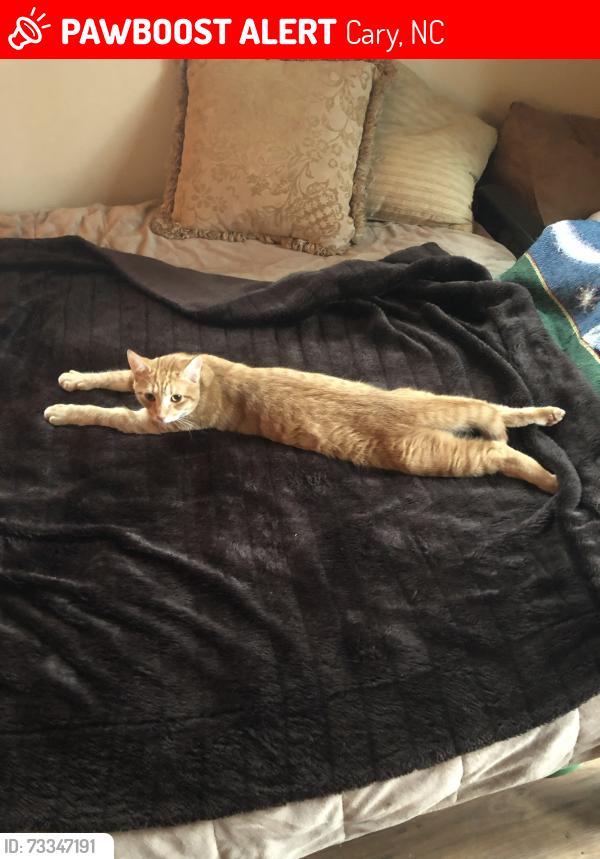 Lost Male Cat last seen Near Hudson Court and E. Park Street Cary NC, Cary, NC 27511