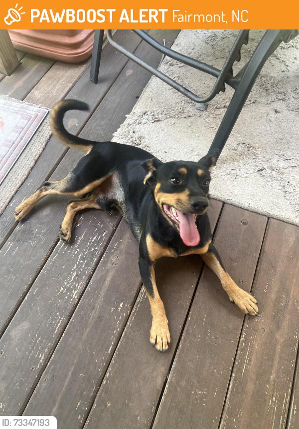 Found/Stray Male Dog last seen Near Fmt High School, Fairmont, NC 28340
