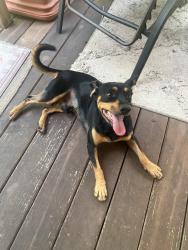 Found/Stray Male Dog last seen Near Fmt High School, Fairmont, NC 28340