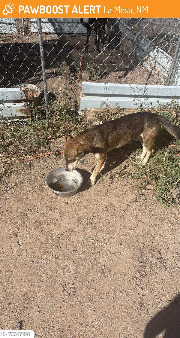 Found/Stray Male Dog last seen Lister Road, La Mesa, NM 88044