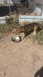 Found/Stray Male Dog last seen Lister Road, La Mesa, NM 88044
