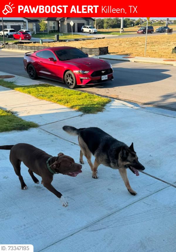 Lost Female Dog last seen Stagecoach &, Killeen, TX 76548