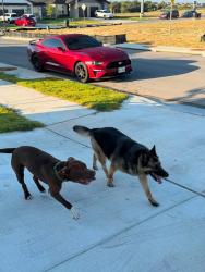 Lost Female Dog last seen Stagecoach &, Killeen, TX 76548