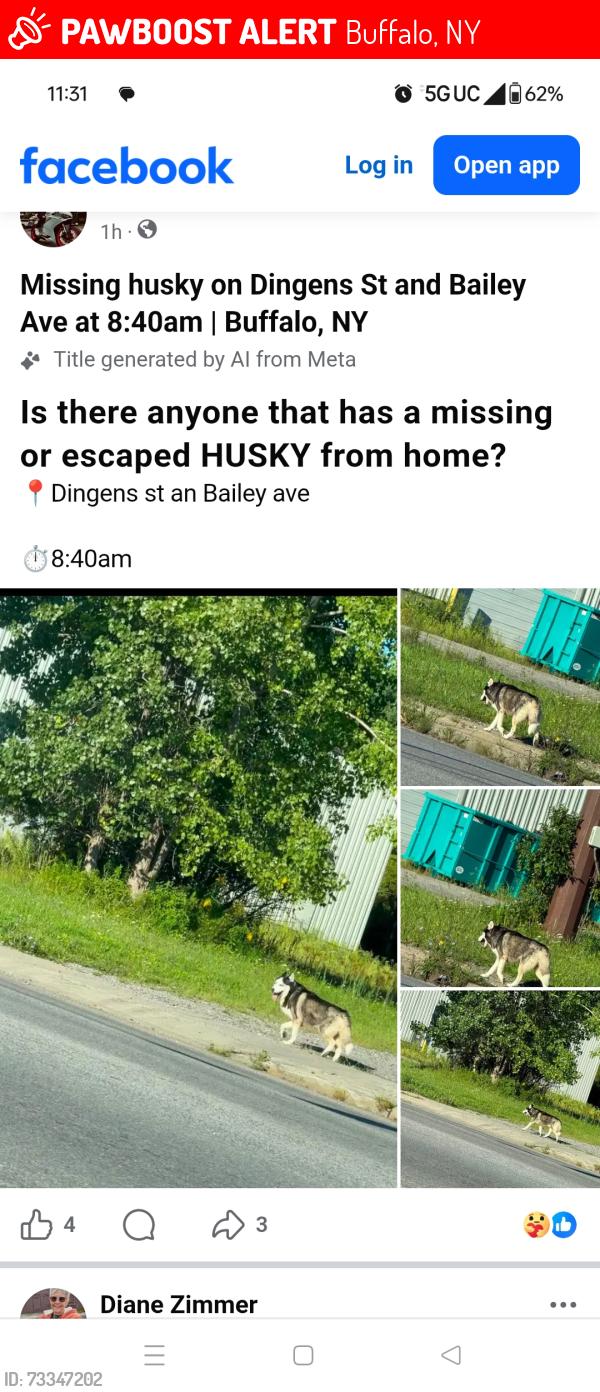 Lost Male Dog last seen Bailey Ave and dingens st buffalo ny, Buffalo, NY 14206
