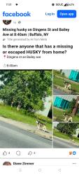 Lost Male Dog last seen Bailey Ave and dingens st buffalo ny, Buffalo, NY 14206
