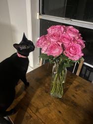 Reunited Female Cat last seen charterhouse rd/gunpowder rd, Little Rock, AR 72227