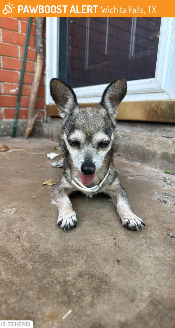 Found/Stray Male Dog last seen Glendora drive, Wichita Falls, TX 76302