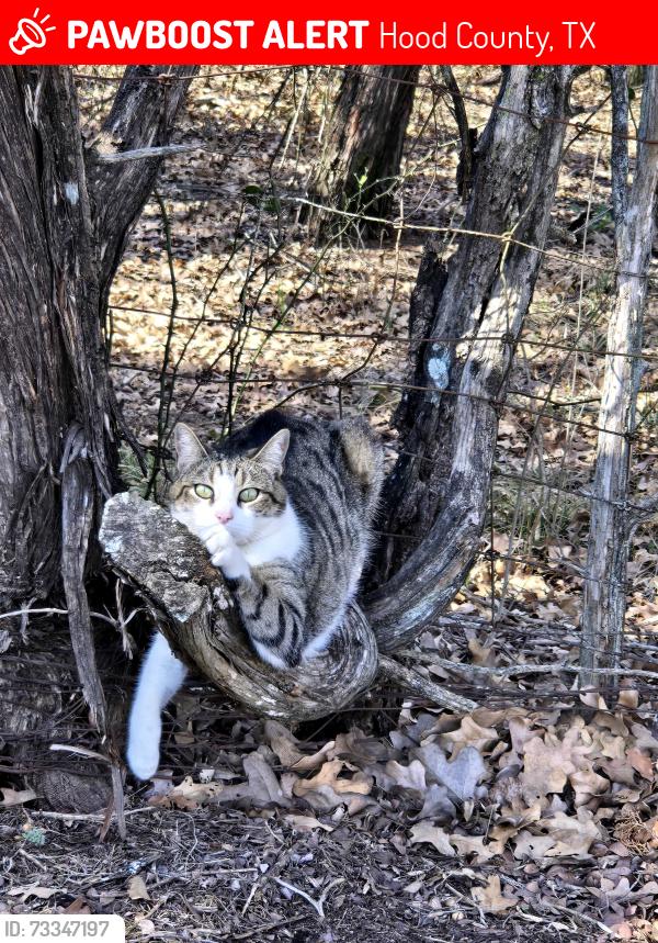 Lost Male Cat last seen Williamson dr, Hood County, TX 76048