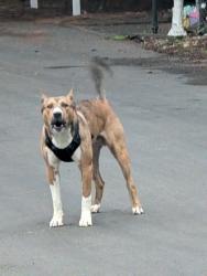 Found/Stray Unknown Dog last seen Skylark Mobile Home Park, Auburn, WA 98002