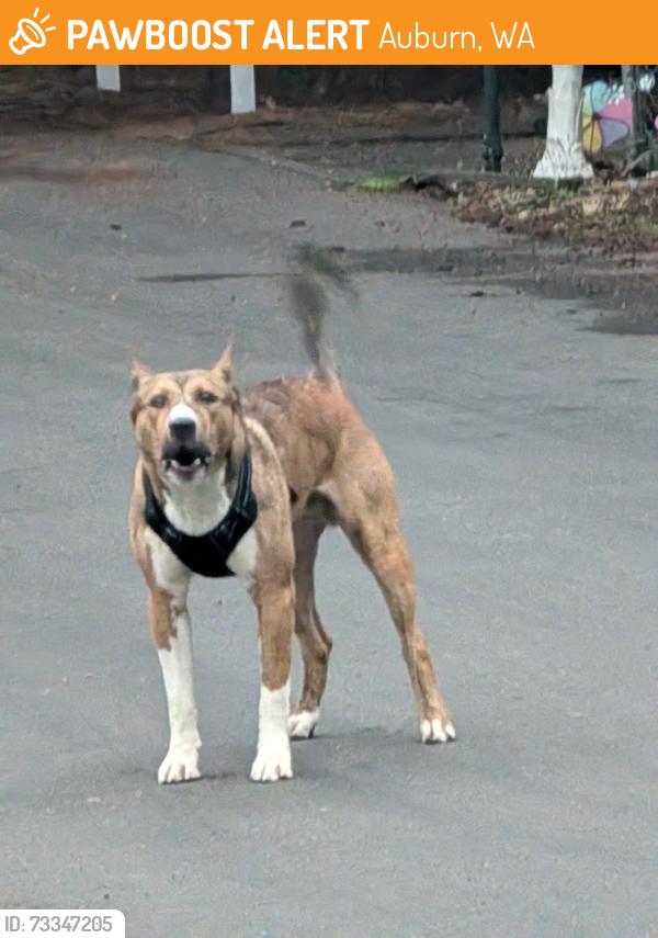 Found/Stray Unknown Dog last seen Skylark Mobile Home Park, Auburn, WA 98002