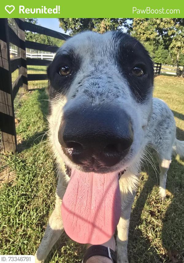 Reunited Male Dog last seen Preakness Dr and Collierville-Arlington, Eads, TN 38028
