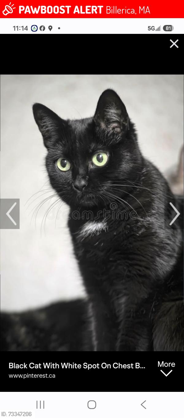 Lost Female Cat last seen Baldwin Rd, Billerica, MA 01821