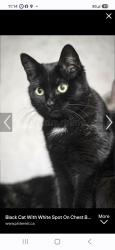 Lost Female Cat last seen Baldwin Rd, Billerica, MA 01821