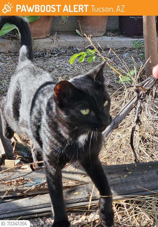Found/Stray Female Cat last seen Dodge and Alvernon, Tucson, AZ 85716