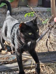 Found/Stray Female Cat last seen Dodge and Alvernon, Tucson, AZ 85716