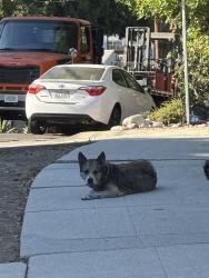 Found/Stray Unknown Dog last seen Near armadale ave, Los Angeles, CA 90042