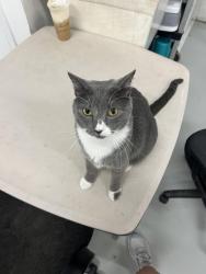 Lost Male Cat last seen Bluebonnet and Nicholson, Baton Rouge, LA 70810