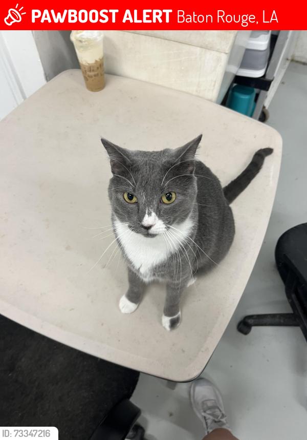 Lost Male Cat last seen Bluebonnet and Nicholson, Baton Rouge, LA 70810