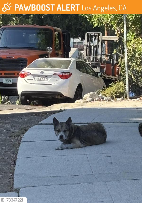 Found/Stray Unknown Dog last seen Near armadale ave, Los Angeles, CA 90042