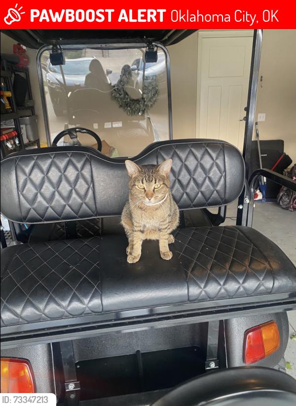 Lost Female Cat last seen SW 41ST ST, Oklahoma City, OK 73179