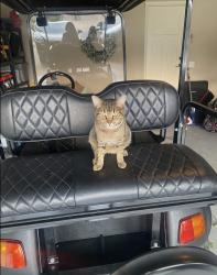 Lost Female Cat last seen SW 41ST ST, Oklahoma City, OK 73179