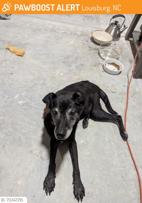 Found/Stray Female Dog last seen Route 56 and peach orchard rd., Louisburg, NC 27549