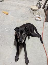 Found/Stray Female Dog last seen Route 56 and peach orchard rd., Louisburg, NC 27549
