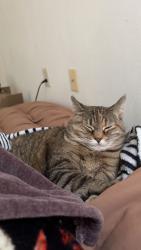 Lost Female Cat last seen Broadway, 33rd St., Norfolk, VA 23504