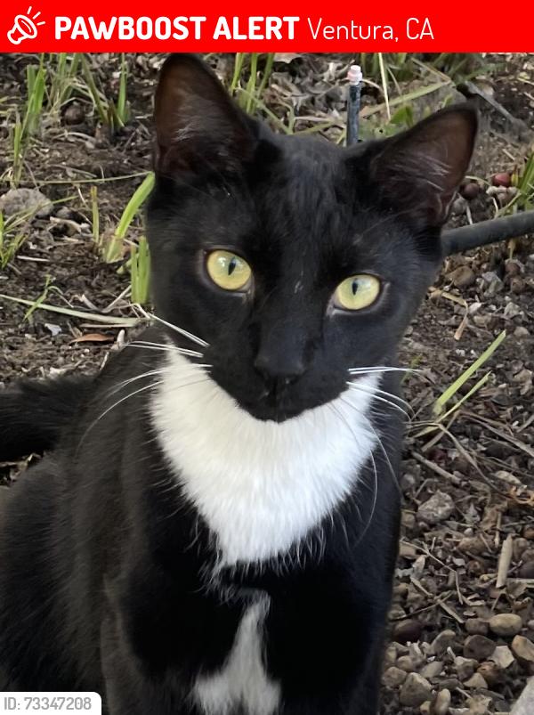 Lost Male Cat last seen Lemon Grove, Ventura, CA 93003