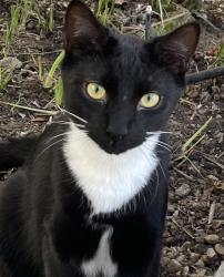 Lost Male Cat last seen Lemon Grove, Ventura, CA 93003