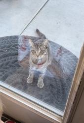 Found/Stray Male Cat last seen Jennifer Way and Fieldview, Tracy, CA 95377